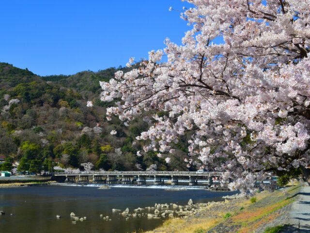 春 京都バスツアー