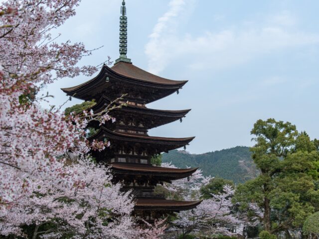 春の山口日帰りバスツアー